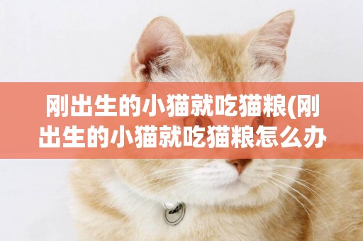 剛出生的小貓就吃貓糧(剛出生的小貓就吃貓糧怎么辦)