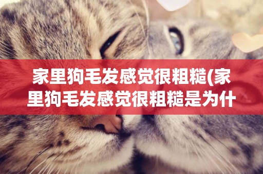 家里狗毛發感覺很粗糙(家里狗毛發感覺很粗糙是為什么)