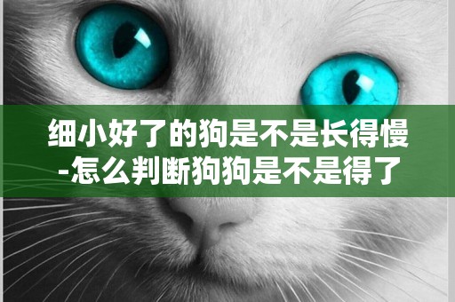 細小好了的狗是不是長得慢-怎么判斷狗狗是不是得了細小