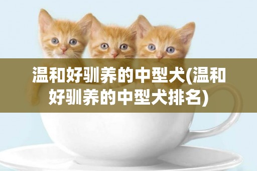 溫和好馴養的中型犬(溫和好馴養的中型犬排名)