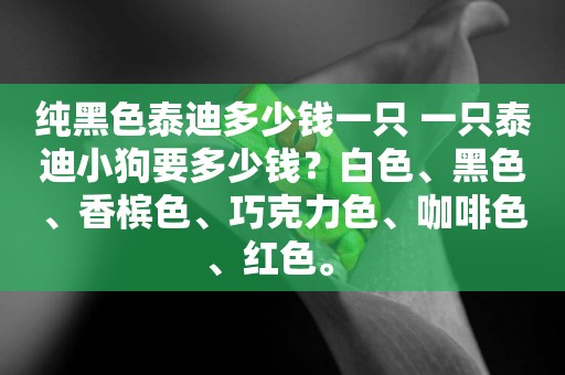 純黑色泰迪多少錢一只 一只泰迪小狗要多少錢？白色、黑色、香檳色、巧克力色、咖啡色、紅色。 