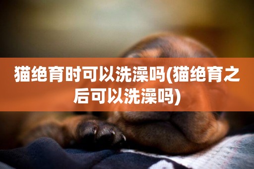 貓絕育時可以洗澡嗎(貓絕育之后可以洗澡嗎)