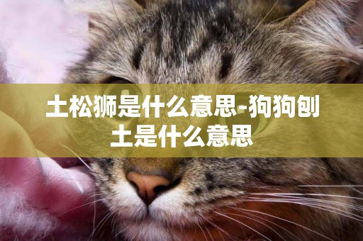 土松獅是什么意思-狗狗刨土是什么意思