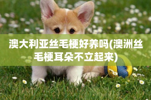 澳大利亞絲毛梗好養嗎(澳洲絲毛梗耳朵不立起來)