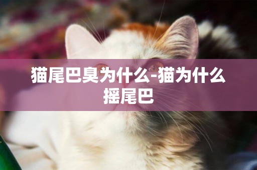 貓尾巴臭為什么-貓為什么搖尾巴
