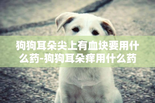 狗狗耳朵尖上有血塊要用什么藥-狗狗耳朵癢用什么藥