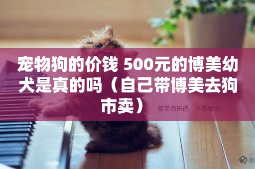 寵物狗的價錢 500元的博美幼犬是真的嗎（自己帶博美去狗市賣） 