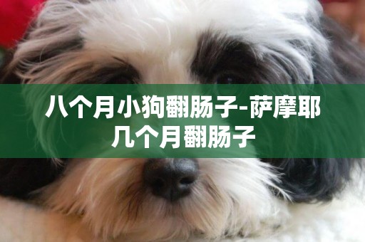 八個月小狗翻腸子-薩摩耶幾個月翻腸子