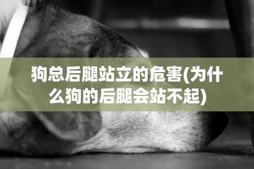 狗總后腿站立的危害(為什么狗的后腿會站不起)