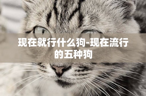 現在就行什么狗-現在流行的五種狗