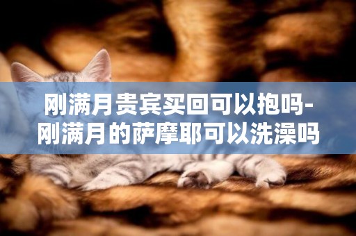 剛滿月貴賓買回可以抱嗎-剛滿月的薩摩耶可以洗澡嗎