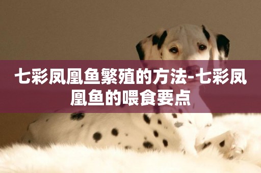 七彩鳳凰魚繁殖的方法-七彩鳳凰魚的喂食要點