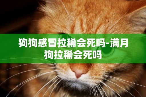 狗狗感冒拉稀會死嗎-滿月狗拉稀會死嗎