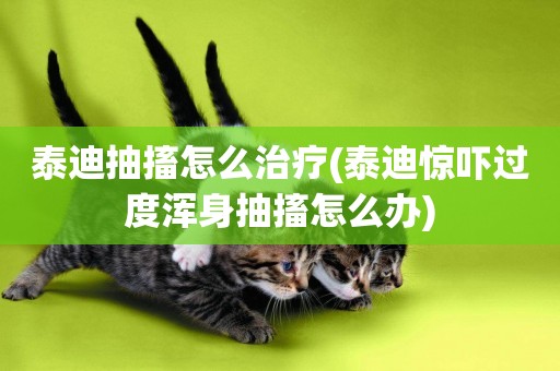 泰迪抽搐怎么治療(泰迪驚嚇過度渾身抽搐怎么辦)