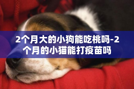 2個月大的小狗能吃桃嗎-2個月的小貓能打疫苗嗎