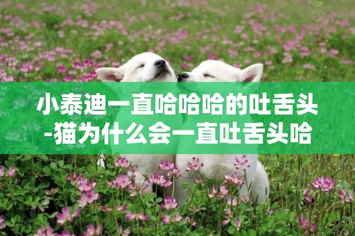 小泰迪一直哈哈哈的吐舌頭-貓為什么會一直吐舌頭哈氣