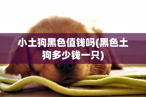 小土狗黑色值錢嗎(黑色土狗多少錢一只)