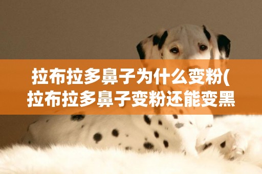 拉布拉多鼻子為什么變粉(拉布拉多鼻子變粉還能變黑嗎)