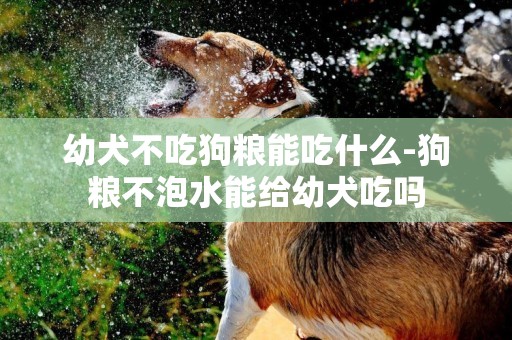 幼犬不吃狗糧能吃什么-狗糧不泡水能給幼犬吃嗎