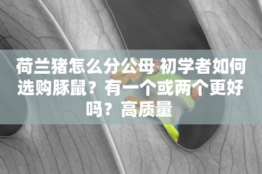 荷蘭豬怎么分公母 初學者如何選購豚鼠？有一個或兩個更好嗎？高質量 