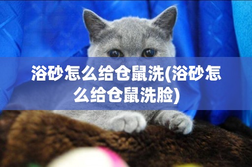 浴砂怎么給倉鼠洗(浴砂怎么給倉鼠洗臉)