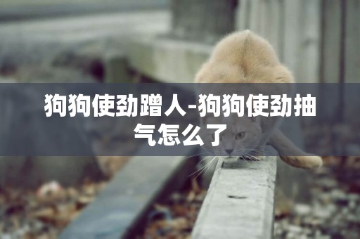 狗狗使勁蹭人-狗狗使勁抽氣怎么了