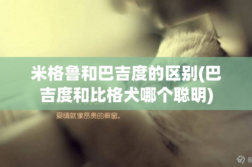 米格魯和巴吉度的區別(巴吉度和比格犬哪個聰明)