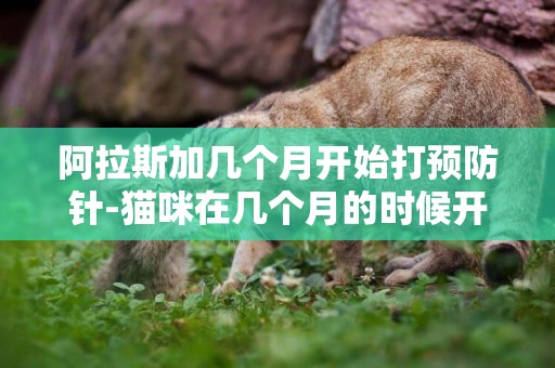 阿拉斯加幾個月開始打預防針-貓咪在幾個月的時候開始打預防針