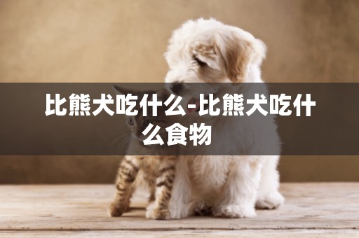 比熊犬吃什么-比熊犬吃什么食物 