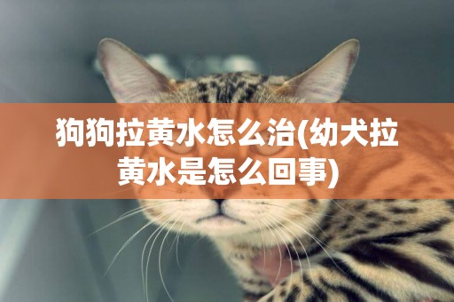 狗狗拉黃水怎么治(幼犬拉黃水是怎么回事)