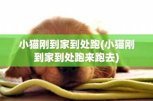小貓剛到家到處跑(小貓剛到家到處跑來跑去)
