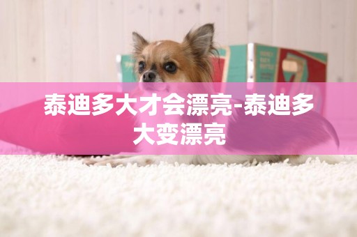 泰迪多大才會漂亮-泰迪多大變漂亮