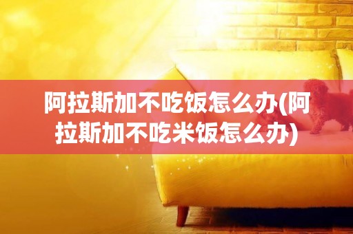 阿拉斯加不吃飯怎么辦(阿拉斯加不吃米飯怎么辦)