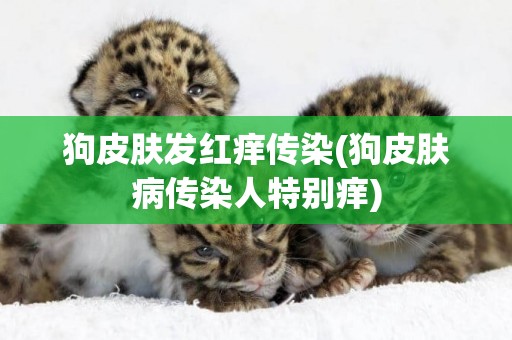 狗皮膚發紅癢傳染(狗皮膚病傳染人特別癢)
