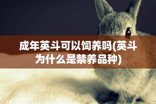 成年英斗可以飼養嗎(英斗為什么是禁養品種)