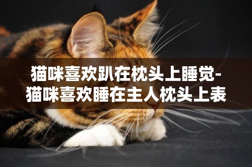 貓咪喜歡趴在枕頭上睡覺-貓咪喜歡睡在主人枕頭上表達什么