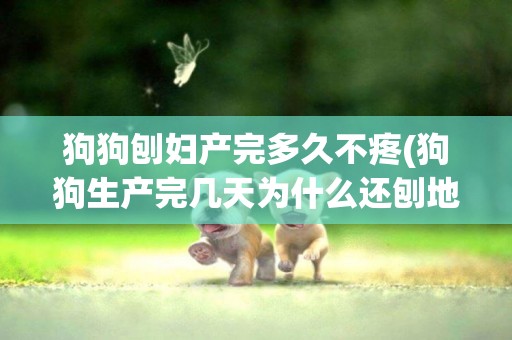 狗狗刨婦產完多久不疼(狗狗生產完幾天為什么還刨地)