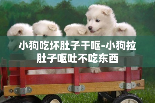 小狗吃壞肚子干嘔-小狗拉肚子嘔吐不吃東西