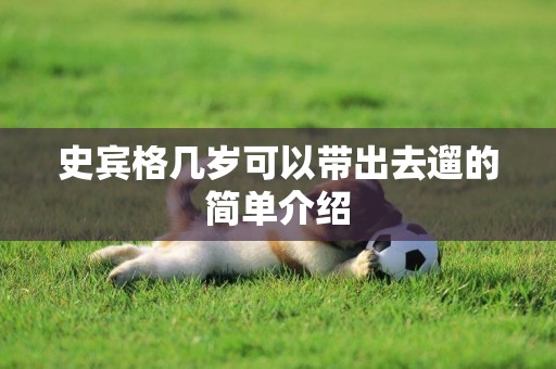 史賓格幾歲可以帶出去遛的簡單介紹