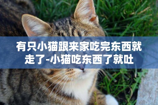 有只小貓跟來家吃完東西就走了-小貓吃東西了就吐