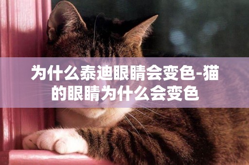 為什么泰迪眼睛會變色-貓的眼睛為什么會變色