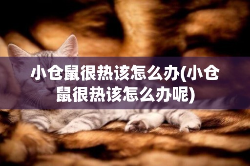 小倉鼠很熱該怎么辦(小倉鼠很熱該怎么辦呢)