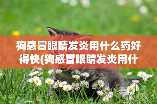 狗感冒眼睛發炎用什么藥好得快(狗感冒眼睛發炎用什么藥好得快點)