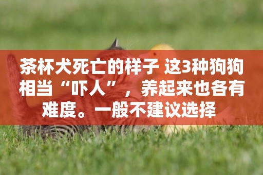 茶杯犬死亡的樣子 這3種狗狗相當“嚇人”，養起來也各有難度。一般不建議選擇 