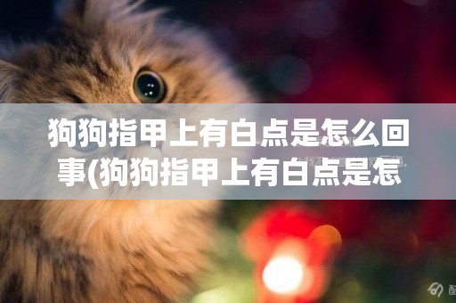 狗狗指甲上有白點是怎么回事(狗狗指甲上有白點是怎么回事圖片)