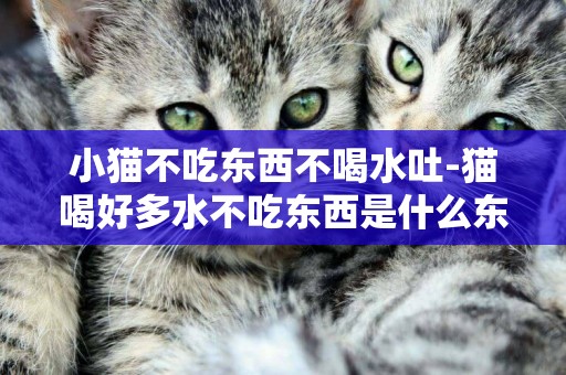 小貓不吃東西不喝水吐-貓喝好多水不吃東西是什么東西怎么辦