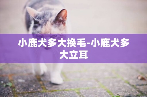 小鹿犬多大換毛-小鹿犬多大立耳