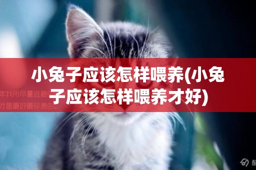 小兔子應該怎樣喂養(小兔子應該怎樣喂養才好)