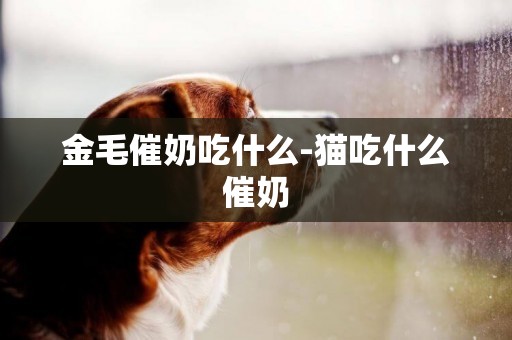 金毛催奶吃什么-貓吃什么催奶