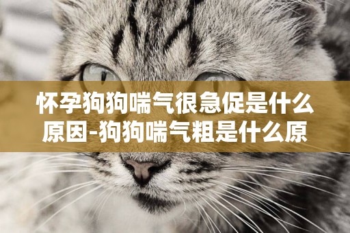 懷孕狗狗喘氣很急促是什么原因-狗狗喘氣粗是什么原因